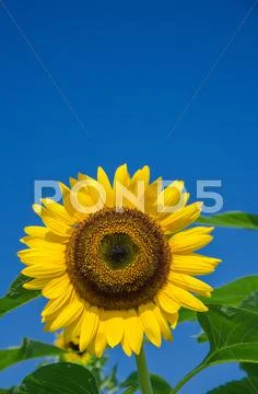 Sunflower Stock Photos