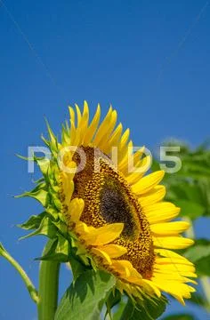 Sunflower Stock Photos