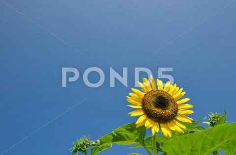 Sunflower Stock Photos