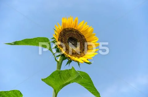 Sunflower Stock Photos
