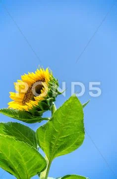 Sunflower Stock Photos