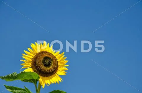 Sunflower Stock Photos