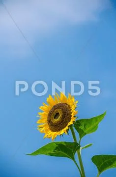 Sunflower Stock Photos