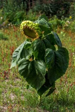 Sunflower Stock Photos