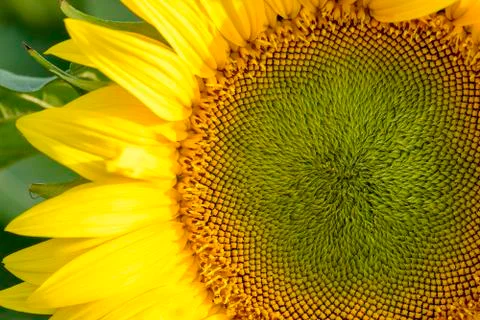 Sunflower Foto stock