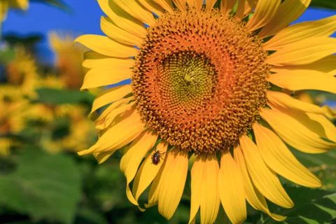 Sunflower Stock Photos