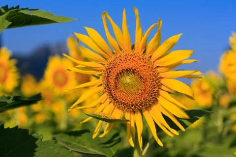 Sunflower Stock Photos
