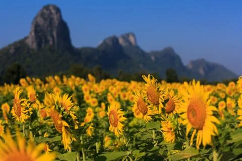 Sunflower Stock Photos