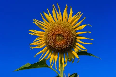 Sunflower Stock Photos