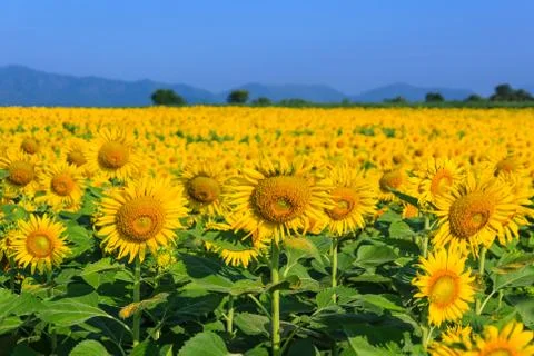 Sunflower Stock Photos