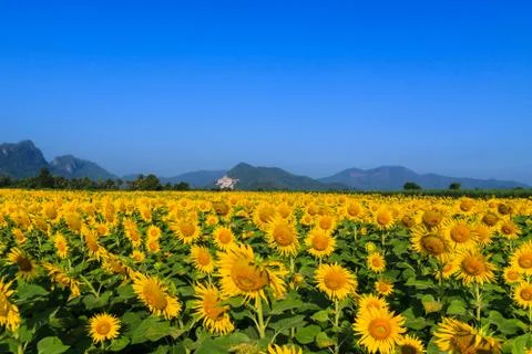Sunflower Stock Photos