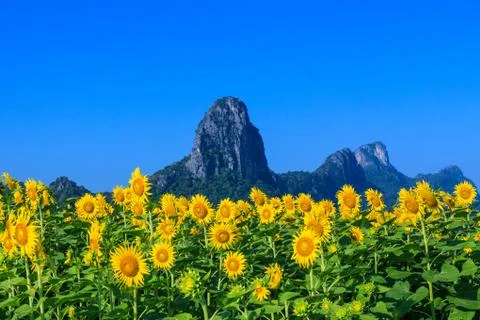 Sunflower Stock Photos