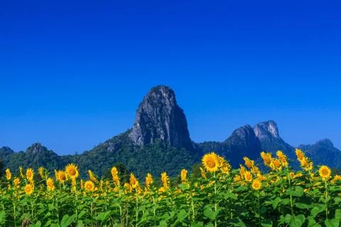 Sunflower Stock Photos