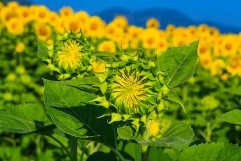 Sunflower Stock Photos