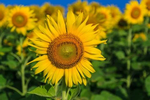 Sunflower Stock Photos