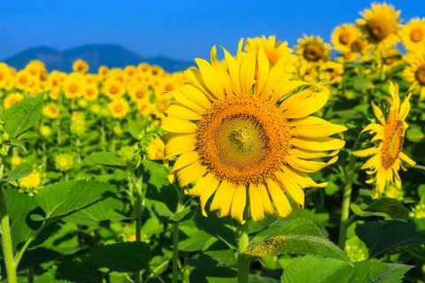 Sunflower Stock Photos