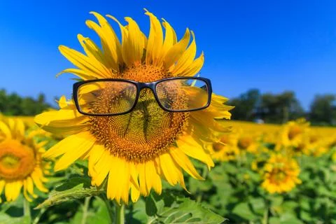 Sunflower Stock Photos