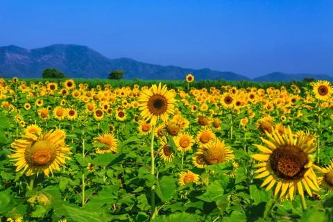 Sunflower Stock Photos