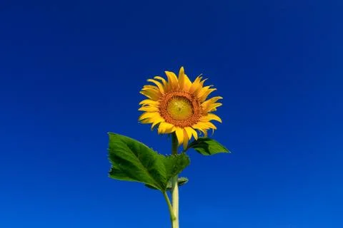 Sunflower Stock Photos