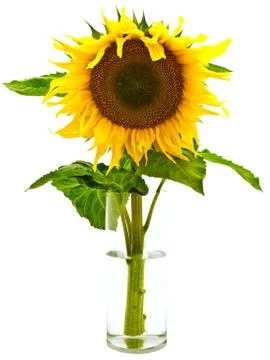Sunflower Stock Photos