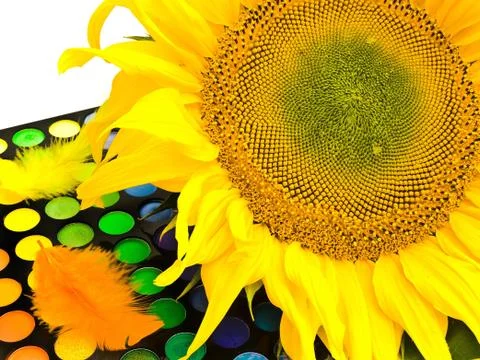 Sunflower Stock Photos