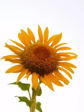 Sunflower Stock Photos
