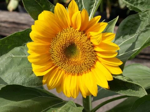 Sunflower Stock Photos
