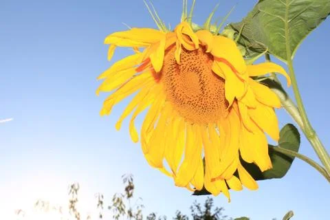 Sunflower Stock Photos