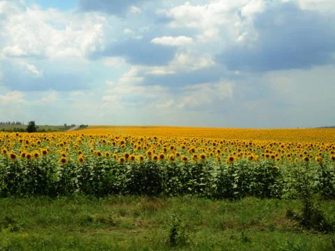Sunflower Stock Photos