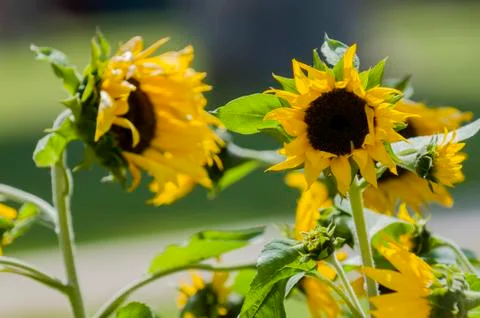 Sunflower Stock Photos
