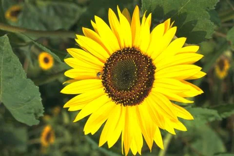 Sunflower Stock Photos