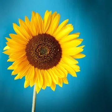 Sunflower Stock Photos