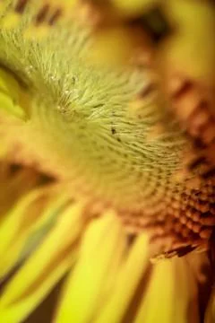 Sunflower 스톡 사진