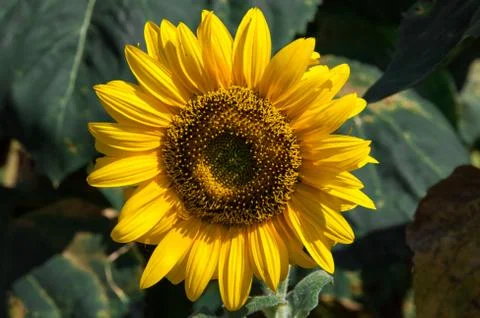 Sunflower Stock Photos