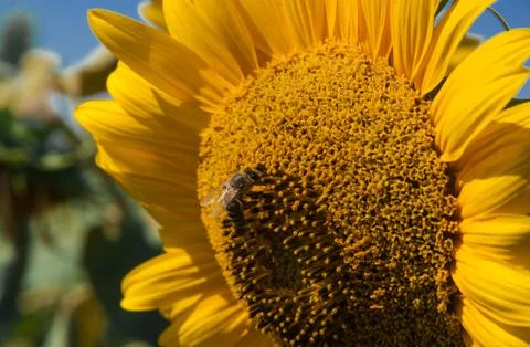 Sunflower Stock Photos