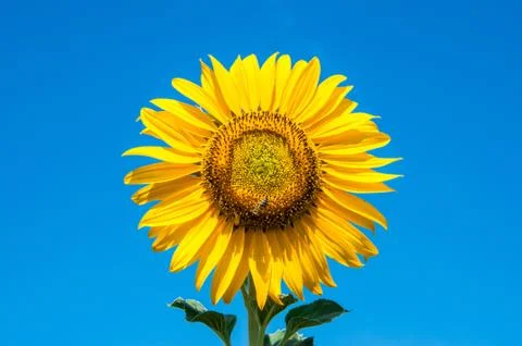 Sunflower Stock Photos