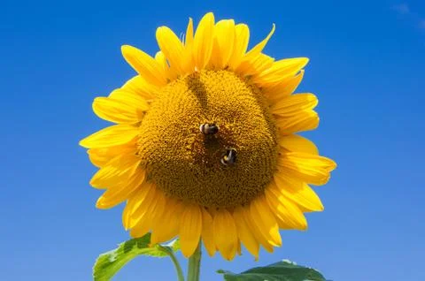 Sunflower Stock Photos