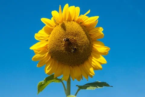 Sunflower Stock Photos