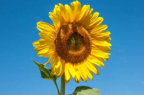 Sunflower Stock Photos