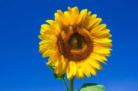 Sunflower Stock Photos