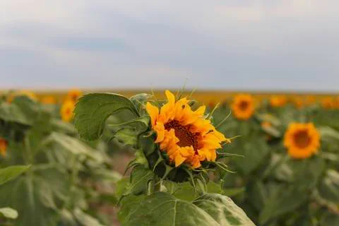 Sunflower Stock Photos