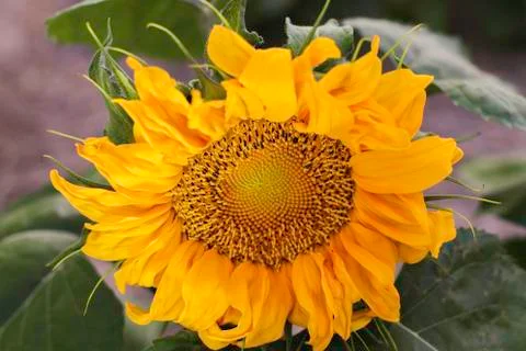 Sunflower Stock Photos