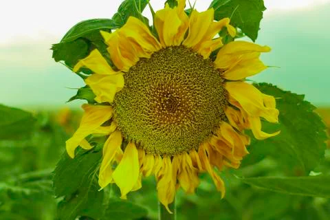 Sunflower Foto stock