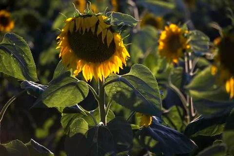 Sunflower Stock Photos