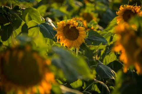 Sunflower Foto stock