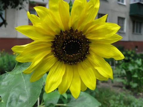 Sunflower Stock Photos