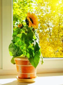Sunflower Stock Photos