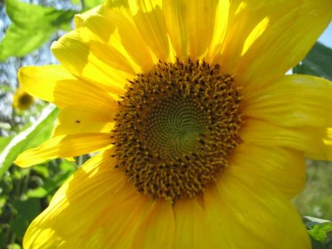 Sunflower Stock Photos