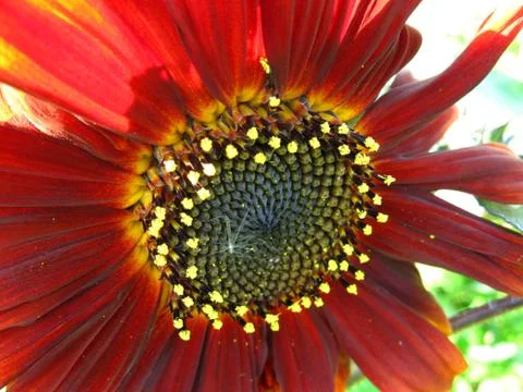 Sunflower Stock Photos