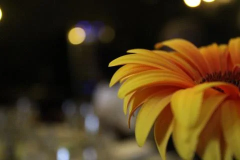 Sunflower Stock Photos